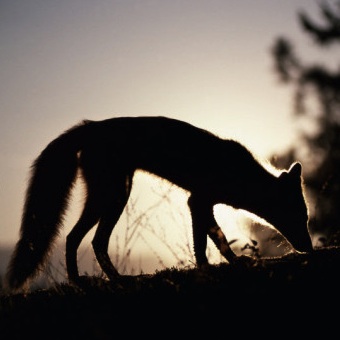 foxlight