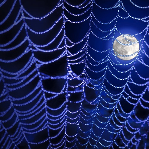 spider web, moon, night, nature, web